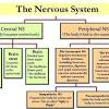 The central nervous system (cns) is that portion of the vertebrate nervous system that is composed of the brain and spinal cord. Https Encrypted Tbn0 Gstatic Com Images Q Tbn And9gcr73fvtdqd Jdjhvzw Ujcu6wqg6nf L57hqgrtwm Dsz2b0mst Usqp Cau