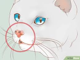 The most common feline skin cancer is squamous cell cats get lumps on their skin for a variety of reasons, and skin cancer is only one of them. How To Recognize Skin Cancer In Cats 15 Steps With Pictures