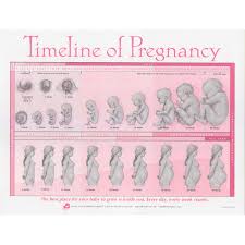 Timeline Of Pregnancy Tear Pad