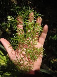 Image result for Asparagus radiatus