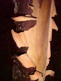 Image result for Aphloia theiformis