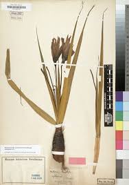 Image result for Velloziaceae