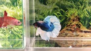 Zillow has 96 homes for sale in elephant butte nm. Blue Butterfly Big Elephant Ears Halfmoon Male Betta Fish Youtube