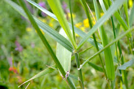 Image result for Leptochloa coerulescens