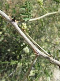 Image result for Acacia amythethophylla