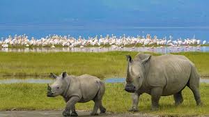 However, nakuru's metro urban area is the third largest … Ein Vogel Und Tierparadies Nakurusee Lake Nakuru National Park Reisebewertungen Tripadvisor