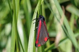 Maybe you would like to learn more about one of these? Cinnabar Moth Wikipedia