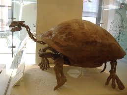 Pappochelys (latin, from the greek grandfather of turtles) is a genus of extinct diapsids, closely related to turtles. Victoria Arbour On Twitter In Honour Of The New Early Turtle Pappochelys Here S The Giant Tortoise Geochelone Atlas Amnh Fossilfriday Http T Co Rp2wonxvct