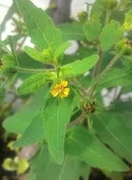 Image result for Sigesbeckia