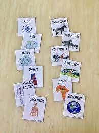 Levels Of Organization Card Sort Activity Levels Of Organization Biology High School Science Teacher Middle School Science Resources