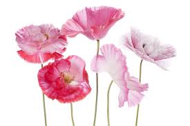 Her twin brother apollo, rules the sun. Flowers That Symbolize Peace Flower Meaning