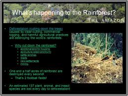 Apr 22, 2020 · trees are being cut down at twice the rate of last year with almost 2,000 square miles of the amazon being cleared in the first three months of 2020. South America Amazon Rainforest The World S Rainforests Rainforests Cover 7 Of The Earth S Land Surface The World S Tropical Rainforests Are Home To Ppt Download