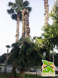 This is another palm tree fungus which wilts fronds and causes them to lose their green color. Palm Tree Snaps In Half Caused By Thielaviopsis Trunk Rot