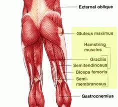 The gluteus maximus is the muscle that allows humans to walk upright. Can Weak Gluteals Cause Back Pain Equilibrium Sports And Spinal Clinic