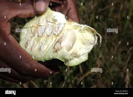 Image result for isolona