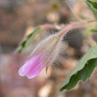 Image result for Monsonia senegalensis
