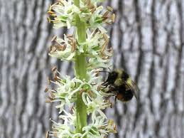 Image result for Lankesteria alba