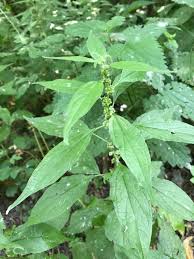 Image result for Parietaria