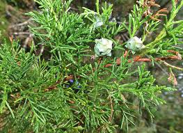 Image result for Cupressus lusitanica