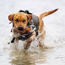 Retriever Hunting And Training Supplies