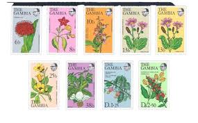 Image result for Astripomoea malvacea