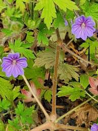Image result for Geranium bohemicum Orhcid Blue