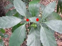 2014年11月 好奇心の植物観察