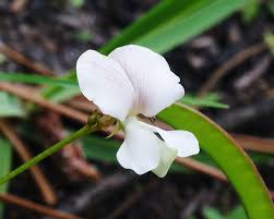 Image result for Tephrosia longipes