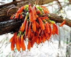 Image result for Halleria lucida