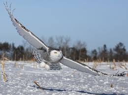 13 Incredible Arctic Animals