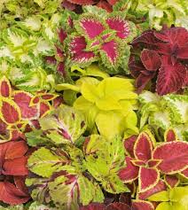 Image result for Coleus gracillimus
