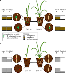 At high levels, fertilizer pollution can cause harmful algal blooms and can lead to fish kills. Frontiers Wheat Can Access Phosphorus From Algal Biomass As Quickly And Continuously As From Mineral Fertilizer Plant Science