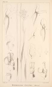 Image result for Brownleea