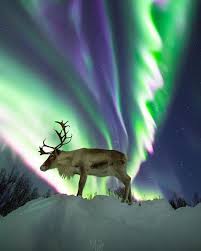 Our Reindeer Reinulf At Auroraborealisobservatory Tag Someone That Would Enjoy This Link In Bio For Northern Lights Nightscape Nature Photography