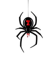 Spiders coloring page to download and coloring. Redback Spider Vector Images 55