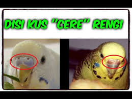 Disi Kusun Cere Sinin Renk Degistirmesi Durumu Youtube