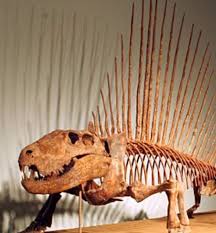 Image result for Dimetrodon