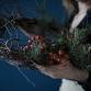 Wreath Making at Solent Hotel & Spa event image