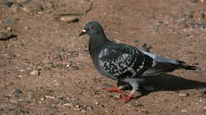 Mesa Passes Ban On Feeding Wild Birds