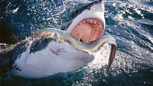 Cronulla sharks coach john morris has slammed the referees in sunday afternoon's bizarre clash with the parramatta eels, labelling some of the calls as confusing and ugly. Shark Vs Eel Shark Can T Escape Electric Eel In The Sea Animals Wild Wild Animals Videos Shark