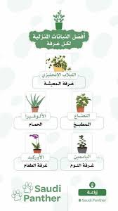 افضل النباتات المنزلية لكل غرفة plant decor beautiful terrariums tiny garden ideas