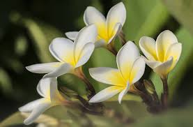 Jasmine Beauty By Nasser Osman On 500px Jasmine Yellow Flowers Beauty