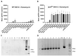 Click the dna replication split coloring pages to view printable version or color it online (compatible with ipad and android tablets). Genetic Engineering Of Treponema Pallidum Subsp Pallidum The Syphilis Spirochete Biorxiv