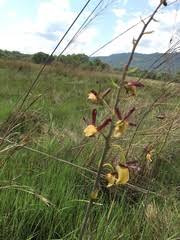 Image result for Eulophia coeloglossa