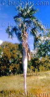 Image result for Coccothrinax