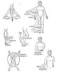 Basic Anatomical Terms Exercise Physiology Anatomy Sports Massage Therapy
