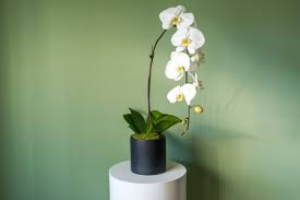 Maybe you would like to learn more about one of these? Caring For Your Orchid Friend A Beginners Guide Singapore Flower Bahrain Floral Design Shop Seasonal Florist