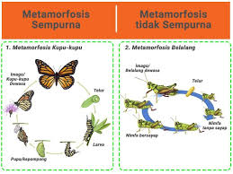 Tetapi pada metamorfosis kompleks di sebagian besar spesies serangga, itu hanya tahap pertama yang disebut larva dan terkadang memiliki nama yang berbeda. Metamorfosis Sempurna Dan Tidak Sempurna Pengertian Dan Contoh
