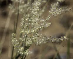 Image result for Tricholaena