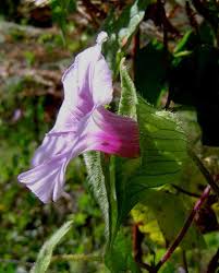 Image result for Ipomoea involucrata